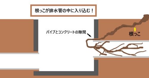 排水桝のパイプ内に詰まった根っこ